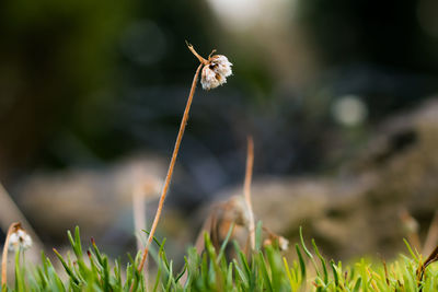 Close-up of flowers