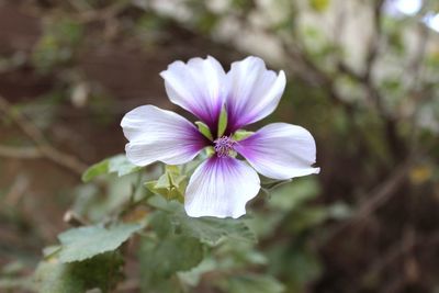 Close-up of purple flower