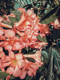 Close-up of pink flowering plant