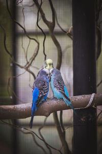 Close-up of birds perching on branch