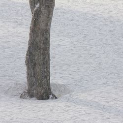 Trees in water