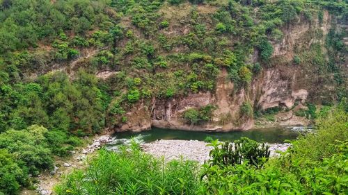 Scenic view of river amidst trees in forest