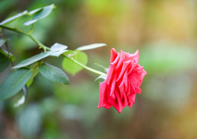 Close-up of pink rose flower