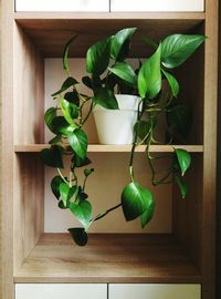 Close-up of potted plant on table