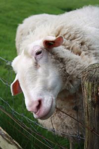 Close-up portrait of a sheep