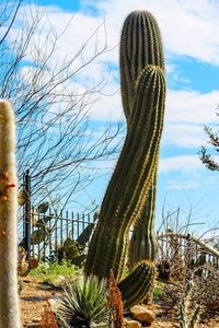 Close-up of cactus against sky