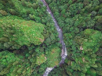 High angle view of moss growing on land