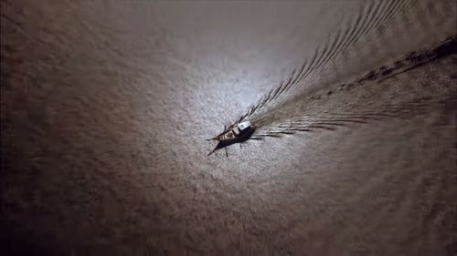 Close-up of fly on wall