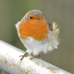 Close-up of bird perching outdoors