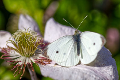 Close-up of butterfly pollinating on flower