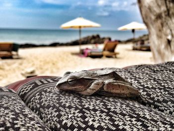 Close-up of frog on lounge chair at beach