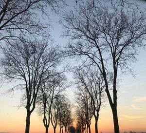 Close-up of silhouette trees against sky
