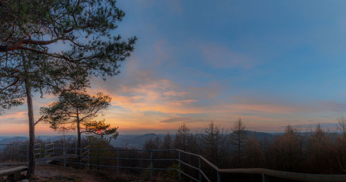 Plants and trees against sky during sunset