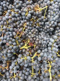 High angle view of grapes growing on plant