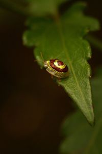 Close-up of insect on leaf