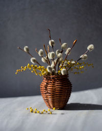 Willow and mimosa twigs in a wicker vase on blurred bokeh defocused background.