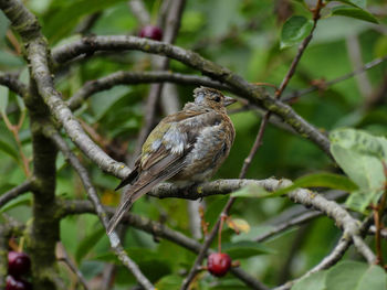 Low angle view of bird perching on branch