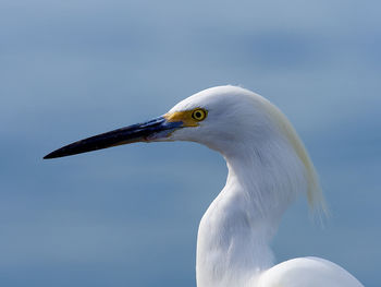 Close-up of a bird against sky