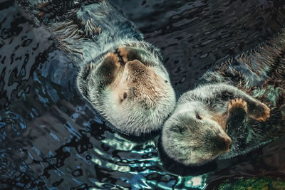 High angle view of otter in the water