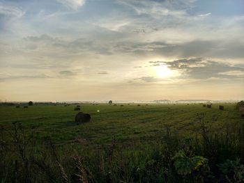 Scenic view of grassy field against sky during sunset