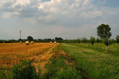 Scenic view of agricultural field against sky