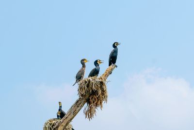 Low angle view of birds perching on nest against sky