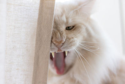 Close-up portrait of angry cat at home