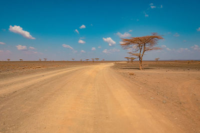 A dirt road amidst acacia trees in the desert at chalbi desert in marsabit county, kenya