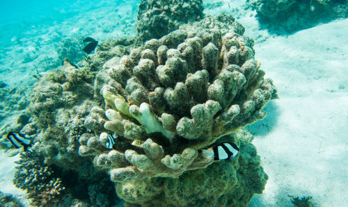 Close-up of fish swimming in sea