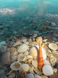 High angle view of shells in sea