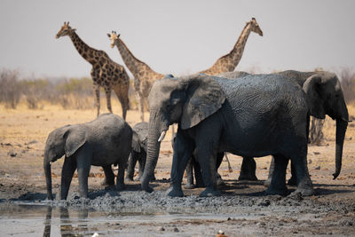 Elephant drinking water