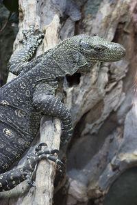 Close-up of lizard on tree