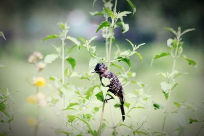 Bee pollinating flower
