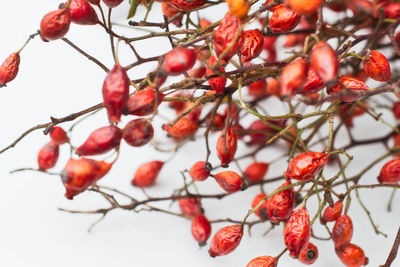 Close-up of red rose hips on white background 