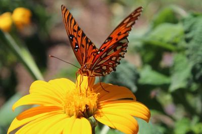 Close-up of butterfly pollinating on yellow flower