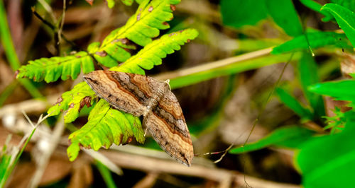 Close-up of butterfly on plant