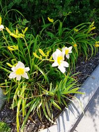 High angle view of fresh yellow flowers blooming outdoors