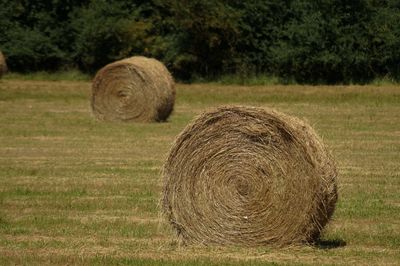 Hay bales on field