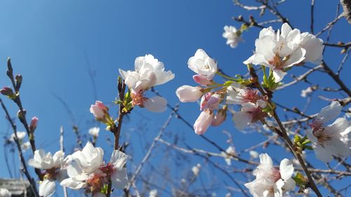 Low angle view of crab apple blossoms against sky