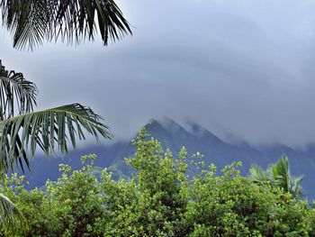 Scenic view of palm trees against sky