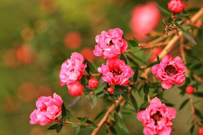 Close-up of pink flowering plants