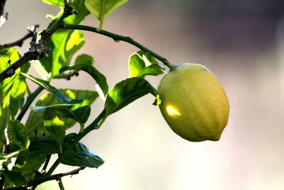 Low angle view of fruits on tree