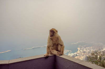 Lion sitting in city against sky