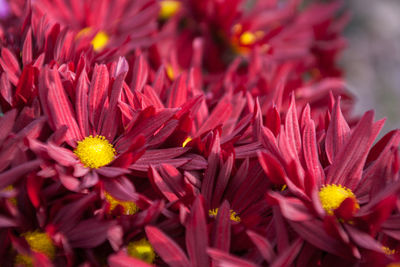 Close-up of red flowers blooming outdoors