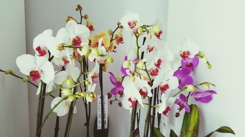 Close-up of orchid flowers for sale at shop