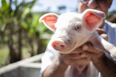 Midsection of man holding piglet on sunny day