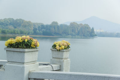 Plants by lake against sky
