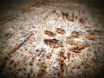 Close-up of ants on leaf