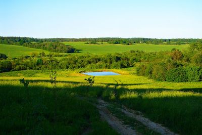 Scenic view of agricultural field against clear sky