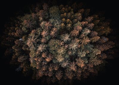 Full frame shot of flowering plants